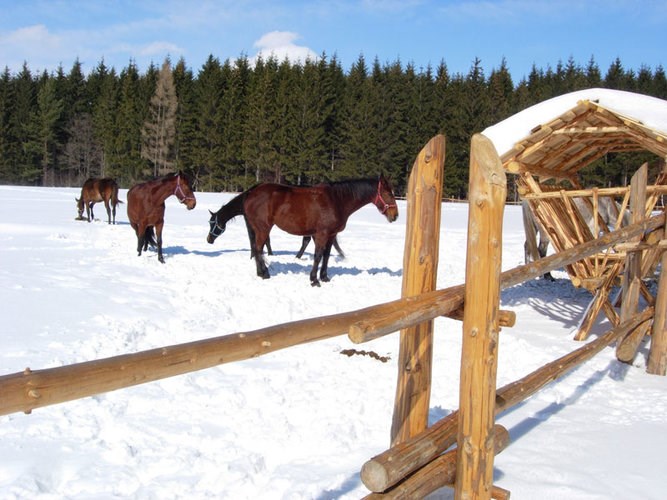 Ranč u Edyho  + SKI Krušetnica + BONUS: jazda na koňoch